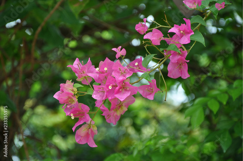 Single branch of pink bougainvillea
