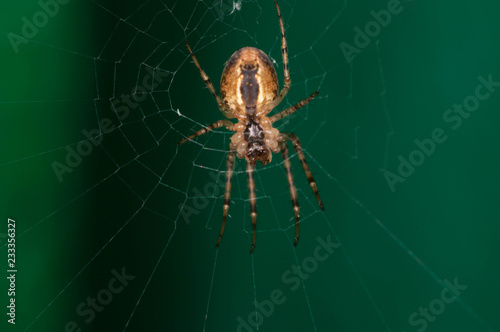 spider on web © Олег Гуков