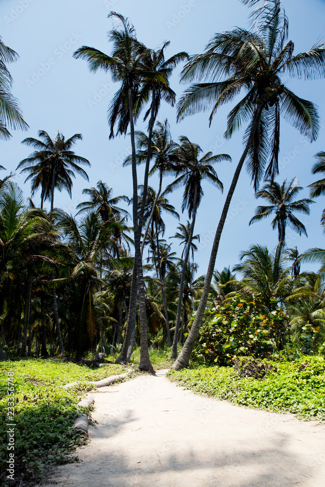 Palmeras en el Tayrona Palmeras en el Tayrona