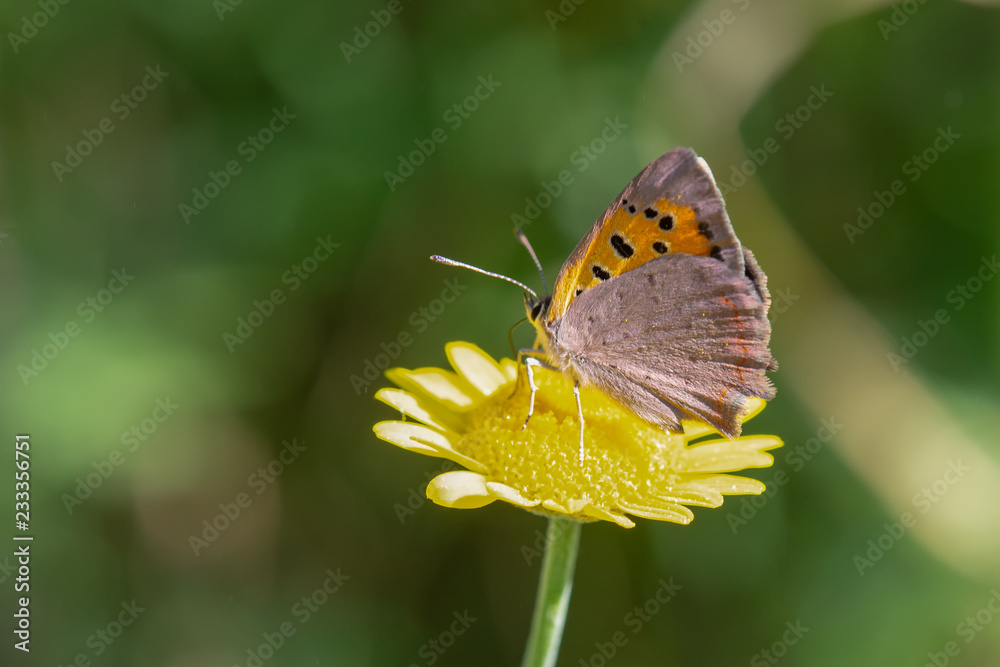 Obraz premium Lycaenidae / Benekli Bakır / / Lycaena phlaeas