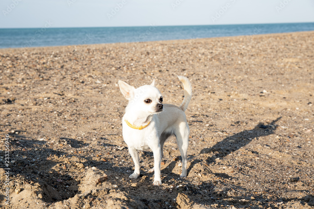Perro chiuaua en la playa