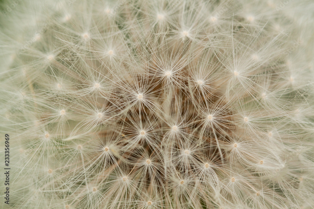 dandelion seeds with gentle umbrellas dandelion seeds with gentle umbrellas