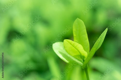 Leaved green background