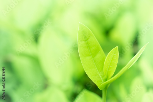 Close-up Green leaved nature as background