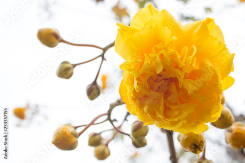 Yellow Silk Cotton Tree flowers