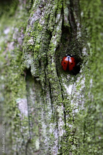 Marienkäfer in Baumrinde