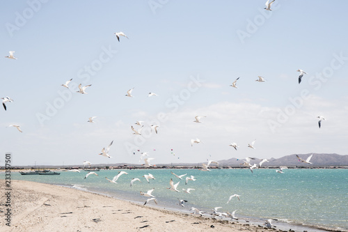 Gaviotas en la playa