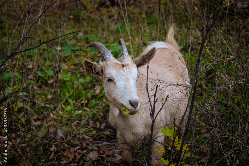 portrait of goat