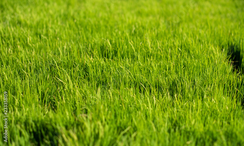 Rice field background
