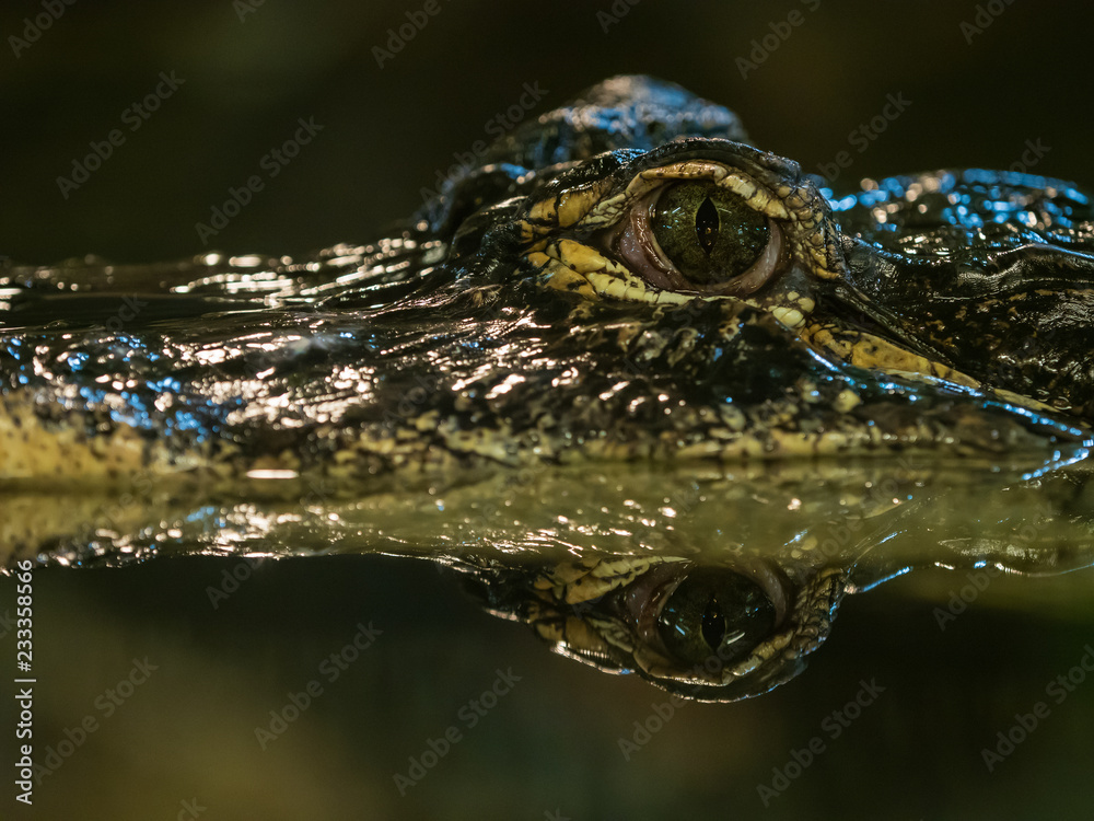 Fototapeta premium Portrait eines Alligators