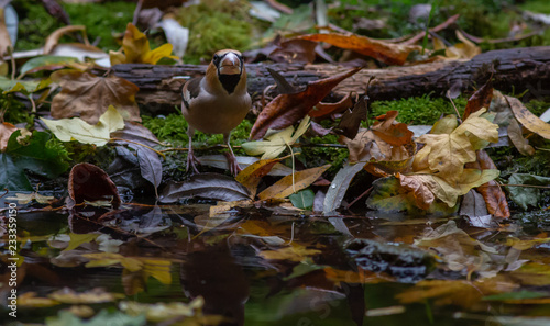 Hawfinch bird autumn forest