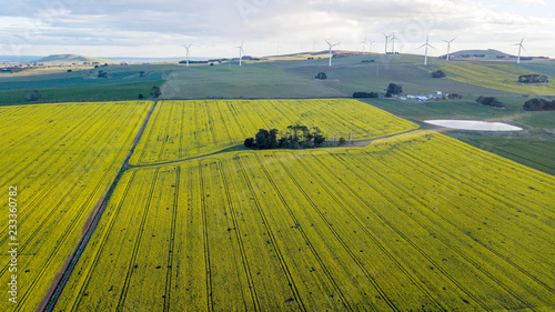 windmills over canola fields aerial photo