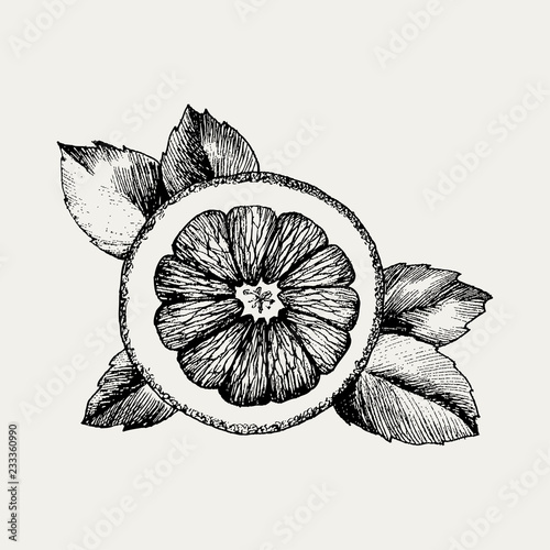 Hand drawn orange icon. Vector decorative orange fruit in the old ink style. Orange icon for brochures, banner, restaurant menu and market