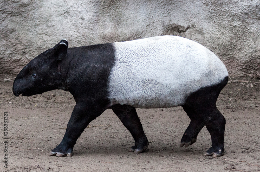 The male tapir runs along the trail to the waterhole. The male tapir runs along the trail to the waterhole.