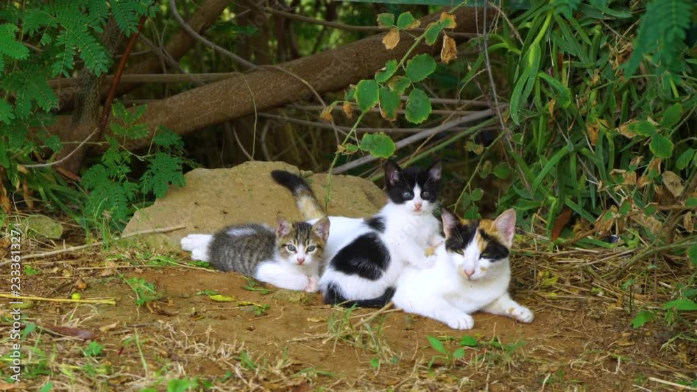 Portrait of happy family of three street cats relaxing outdoor. Real time 4k video footage.