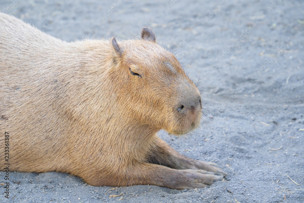 Cute Capybara (biggest mouse) eating and sleepy rest in the zoo, Tainan, Taiwan, close up shot Cute Capybara (biggest mouse) eating and sleepy rest in the zoo, Tainan, Taiwan, close up shot