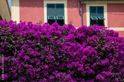 Mass of purple bougainvillea at a restaurant in Portofino, Italy