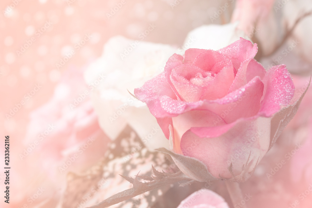 Fototapeta premium Soft focus of sweet rose for valentine background
