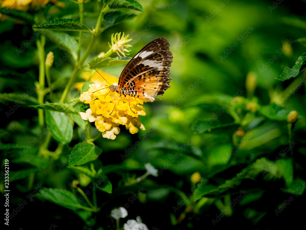 Butterfly Perched on The Bouquet of Hedge Flowers Butterfly Perched on The Bouquet of Hedge Flowers