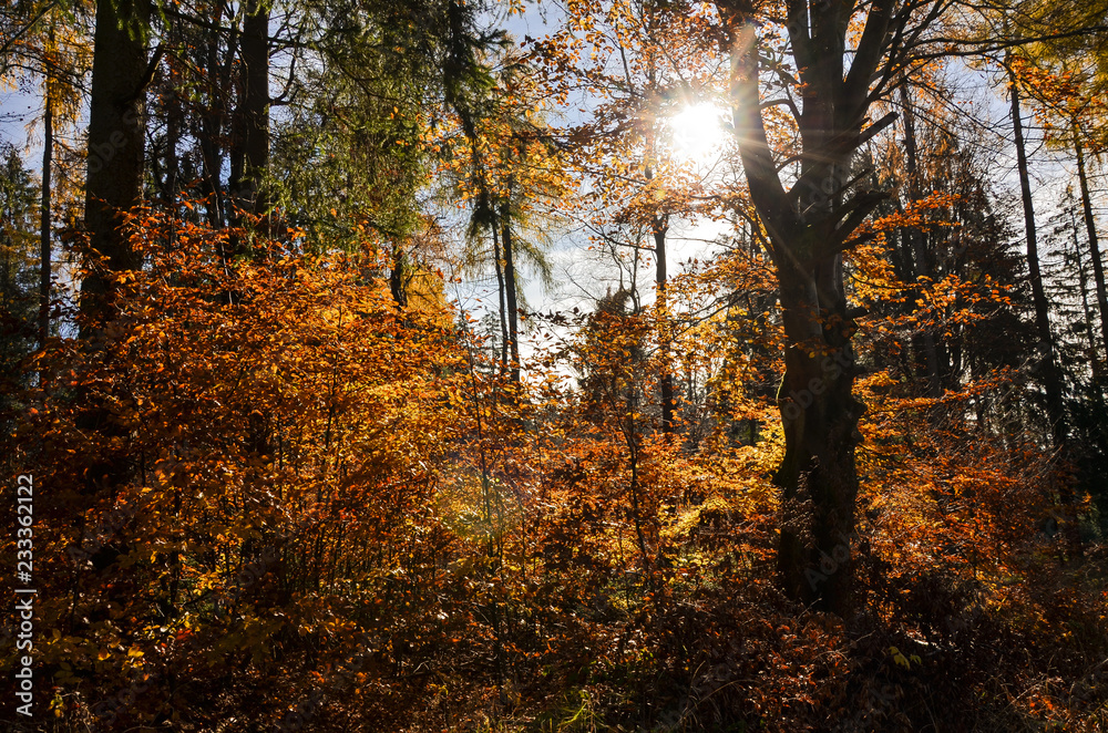 Fototapeta premium Herbstwald im Fichtelgebirge Wald Wandern im Herbst 