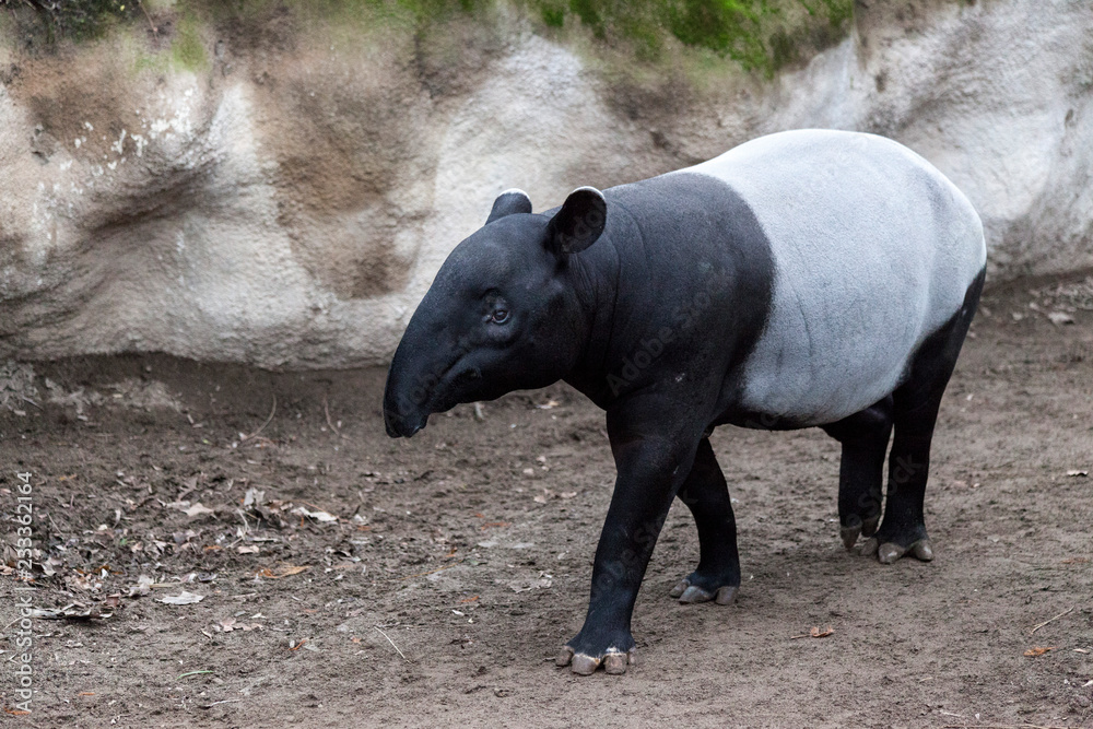 The male tapir runs along the trail to the waterhole. The male tapir runs along the trail to the waterhole.
