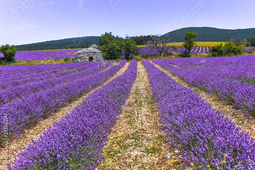 lavender field and stone hut, Ferrassières, Provence, France