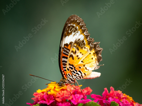 Butterfly Perched on The Bouquet of Hedge Flowers photo