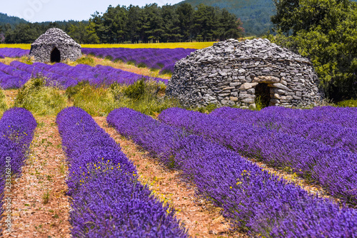 lavender field with old round stone huts, village Ferrassières, Provence, France photo