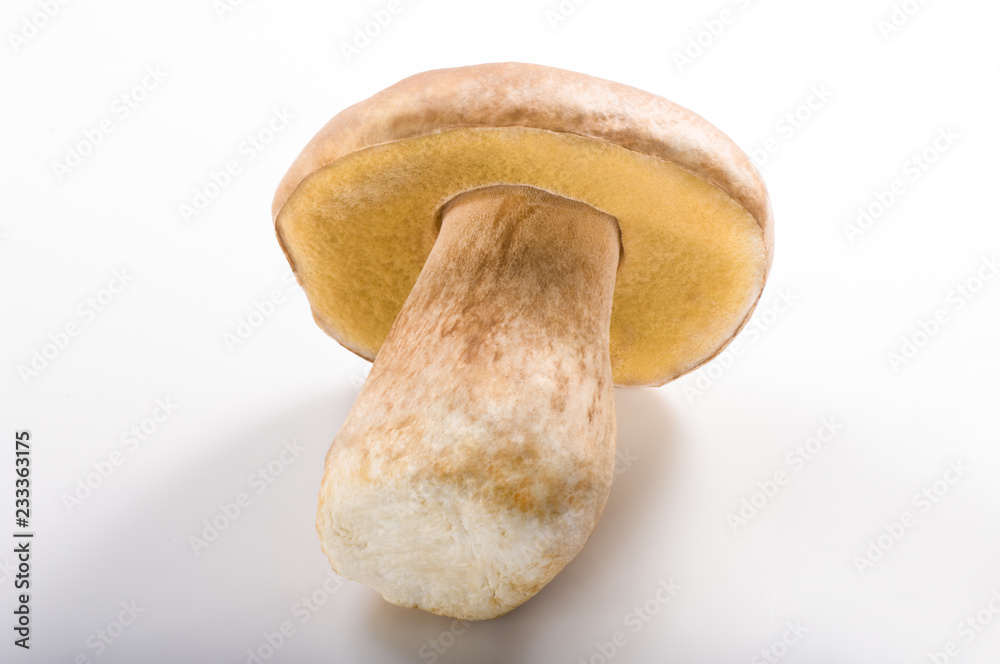 Boletus mushrooms, Porcini Mushroom. Studio shoot.