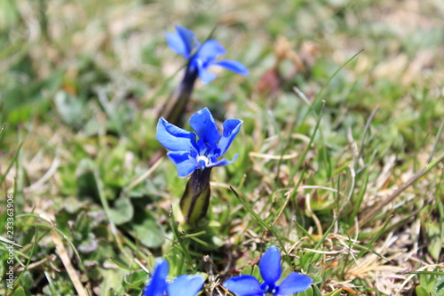 flor azul 