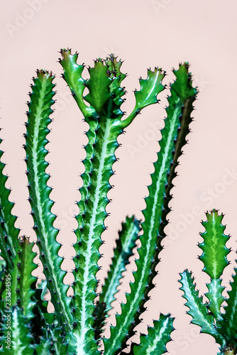 Detail of a Green Cactus - Succulent Plant