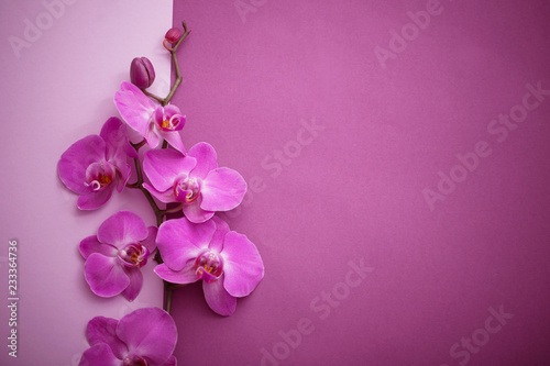 Fototapeta Naklejka Na Ścianę i Meble -  the beautiful orchid flowers
