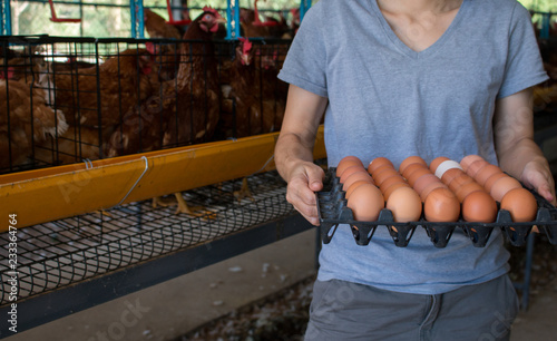 Fresh eggs in farm photo