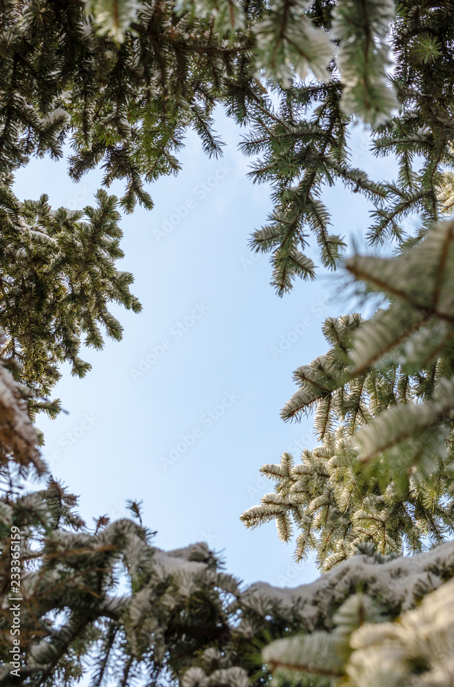 rounded frame of fir branches against a blue sky shot from below rounded frame of fir branches against a blue sky shot from below