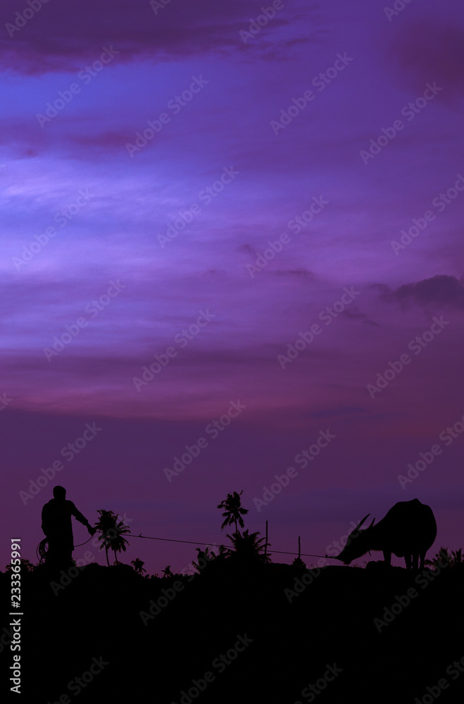 Silhouette of man with cow against the sunset. Langkawi, Malaysia.