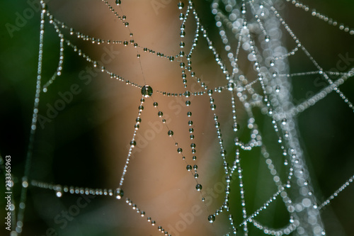 spider net with water drops