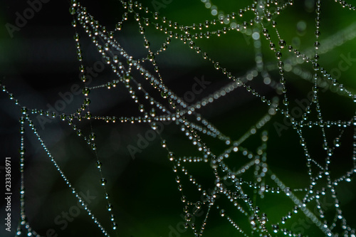 spider net with water drops