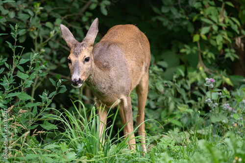 Fototapeta Naklejka Na Ścianę i Meble -  Roe deer in forest, Capreolus capreolus. Wild roe deer in nature.