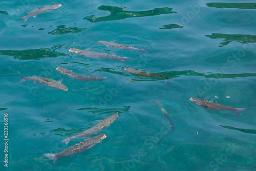 Medium sized fish swimming in the crystal clear water of Portofino harbour, Italy