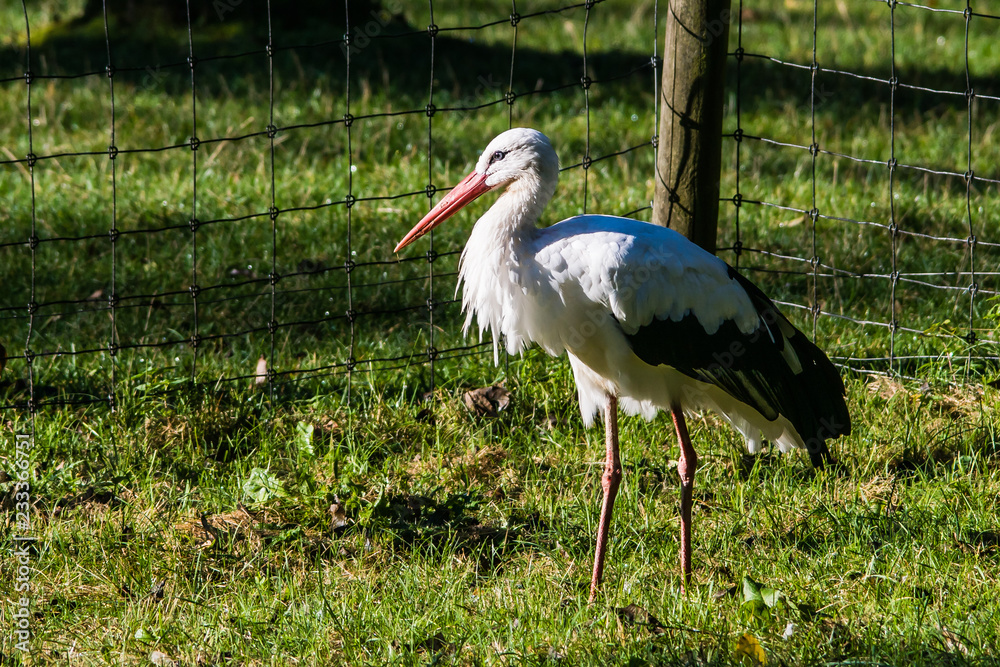 Fototapeta premium White Stork walking about