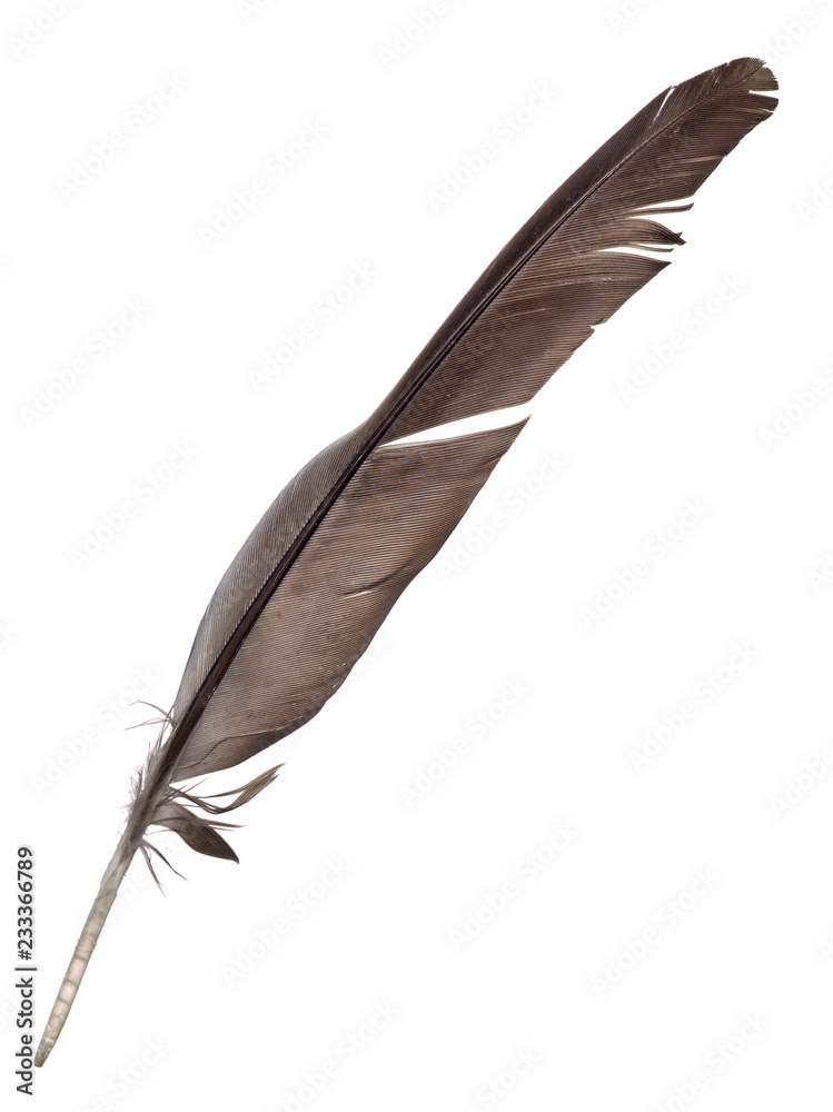 dark brown parrot wing feather on white