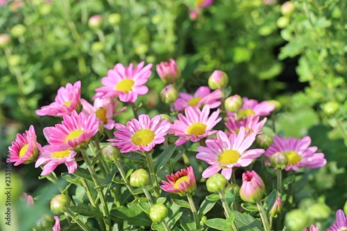 Chrysanthemum flower in tropical