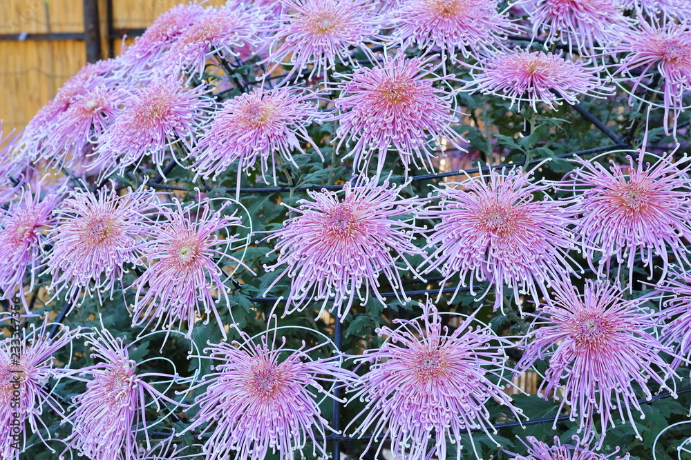 Chrysanthemum in Japan