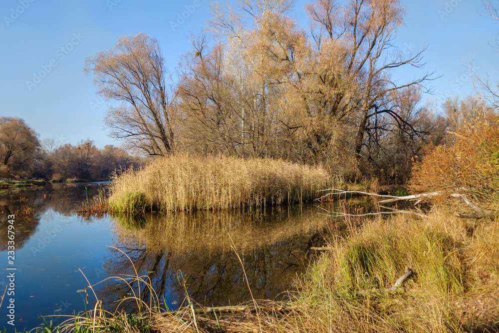Birch trees without leaves in early spring. Sunset, March Birch trees without leaves in early spring. Sunset, March