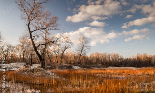 Birch trees without leaves in early spring. Sunset, March