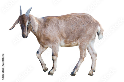 Leinwand Poster brown goat on white