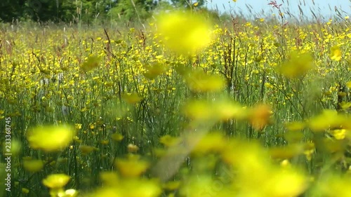 Yellow marsh yolks blossom in the field photo