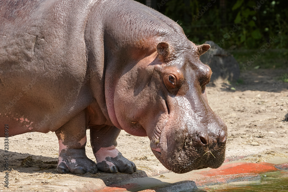 Hippo in a zoo Hippo in a zoo