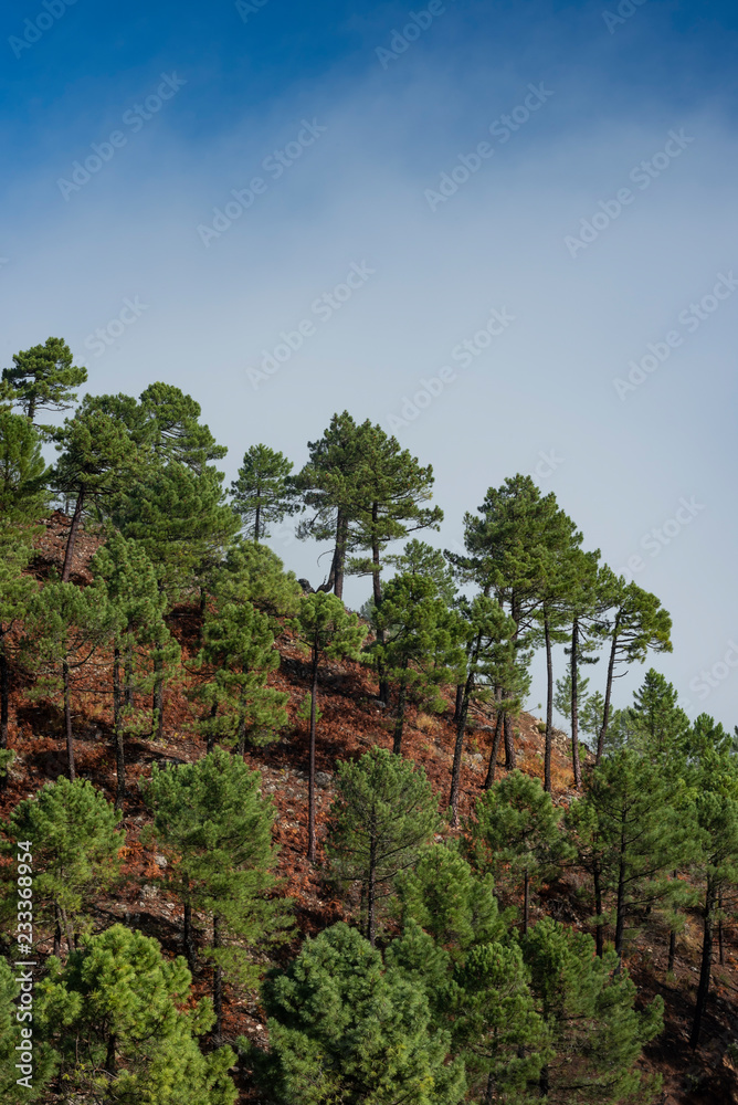 Pine tree forest at Los Picarazos (1,450 m.), rock formations,  Villaverde de Guadalimar, Sierra de Alcaraz y del Segura, Albacete province, Autonomous community of Castilla-La Mancha, Spain