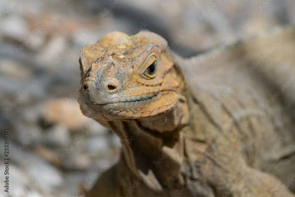 Fototapeta premium Reptilia Rhinoceros Iguana, close-up view, Lake Enriquillo, Dominican Republic